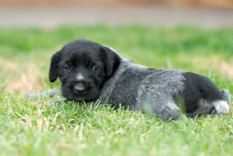 puppy9